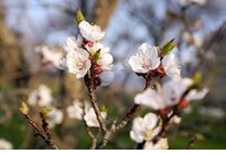 Marillenblüte