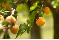 Marillen am Baum