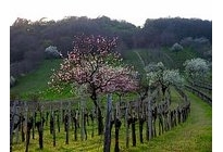 blühende Kirschbäume